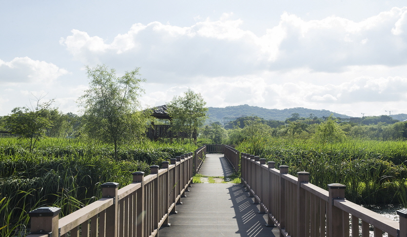 왕송 연꽃 습지