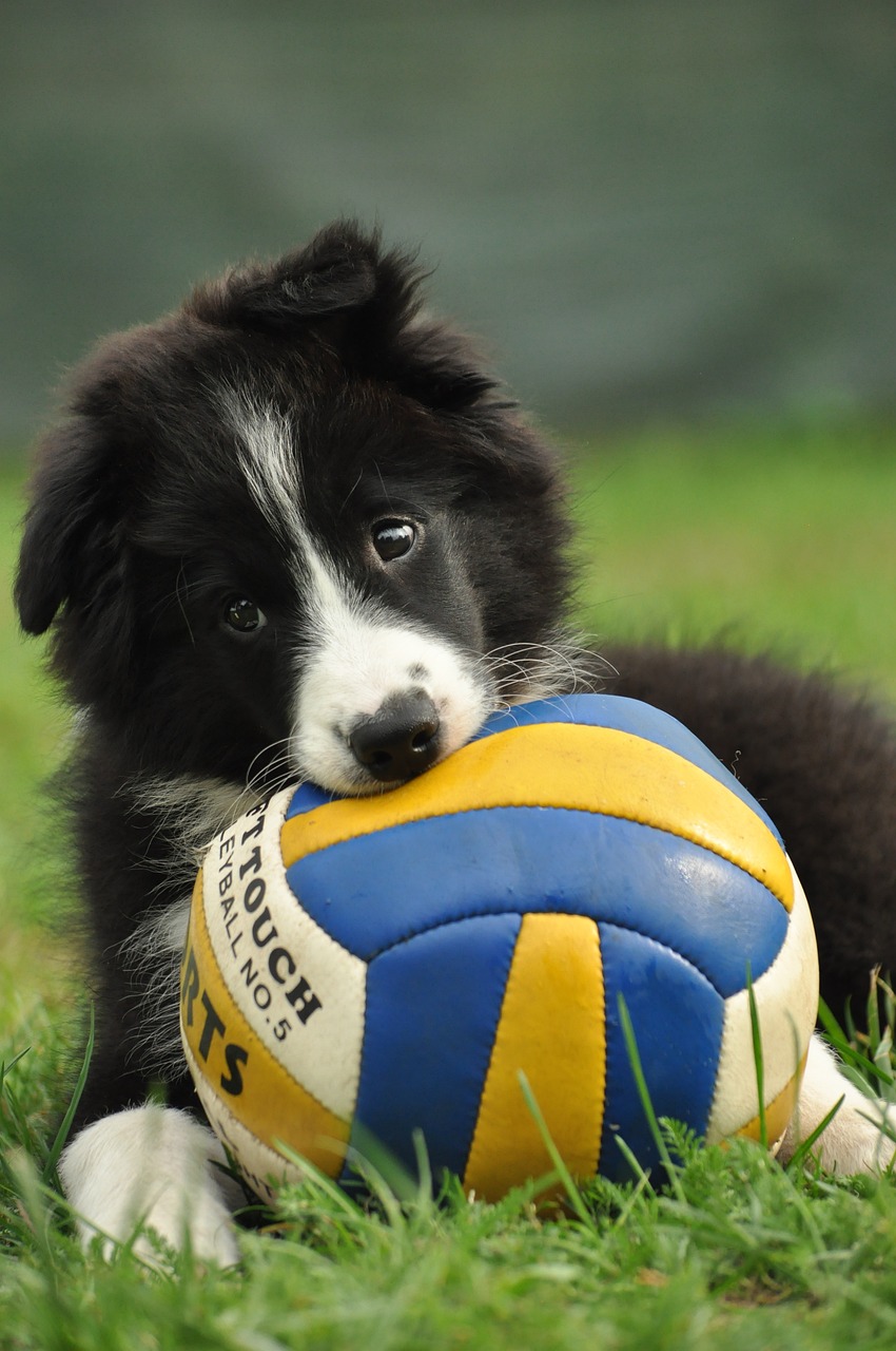 콜리(Collie)2