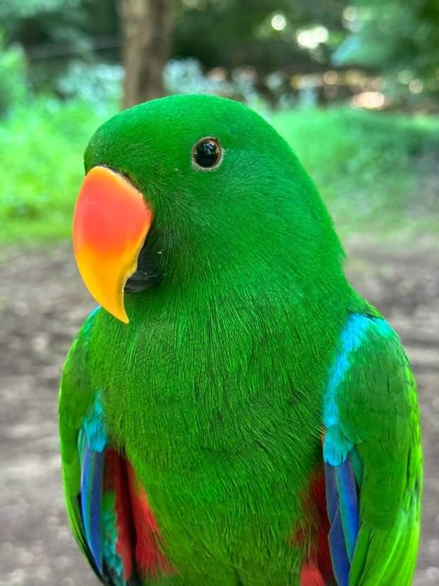 뉴기니아앵무 특징과 독특한 외모, 앵무새로 유명한 이유, 수명과 분양 가격