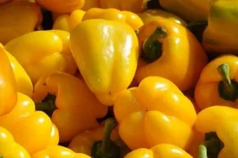 피망 재배 파종 시기 지주 설치 통풍 확보 병해 예방_5