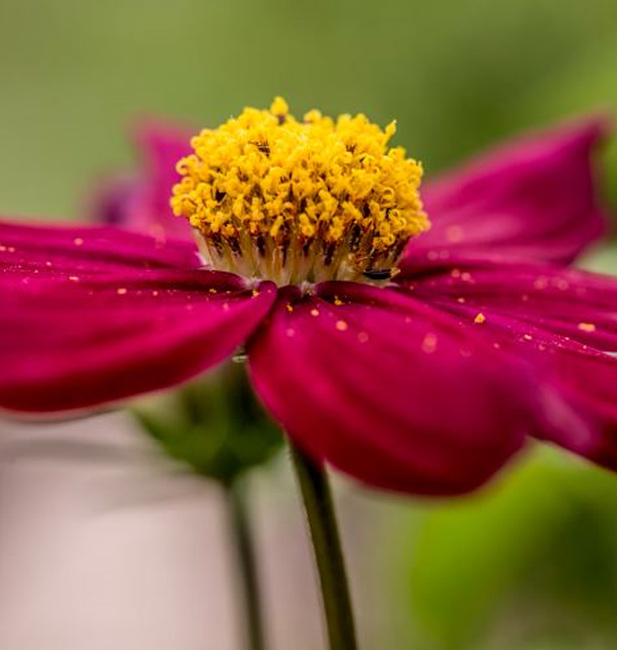 꽃에 꽃가루가 앉아있는 사진