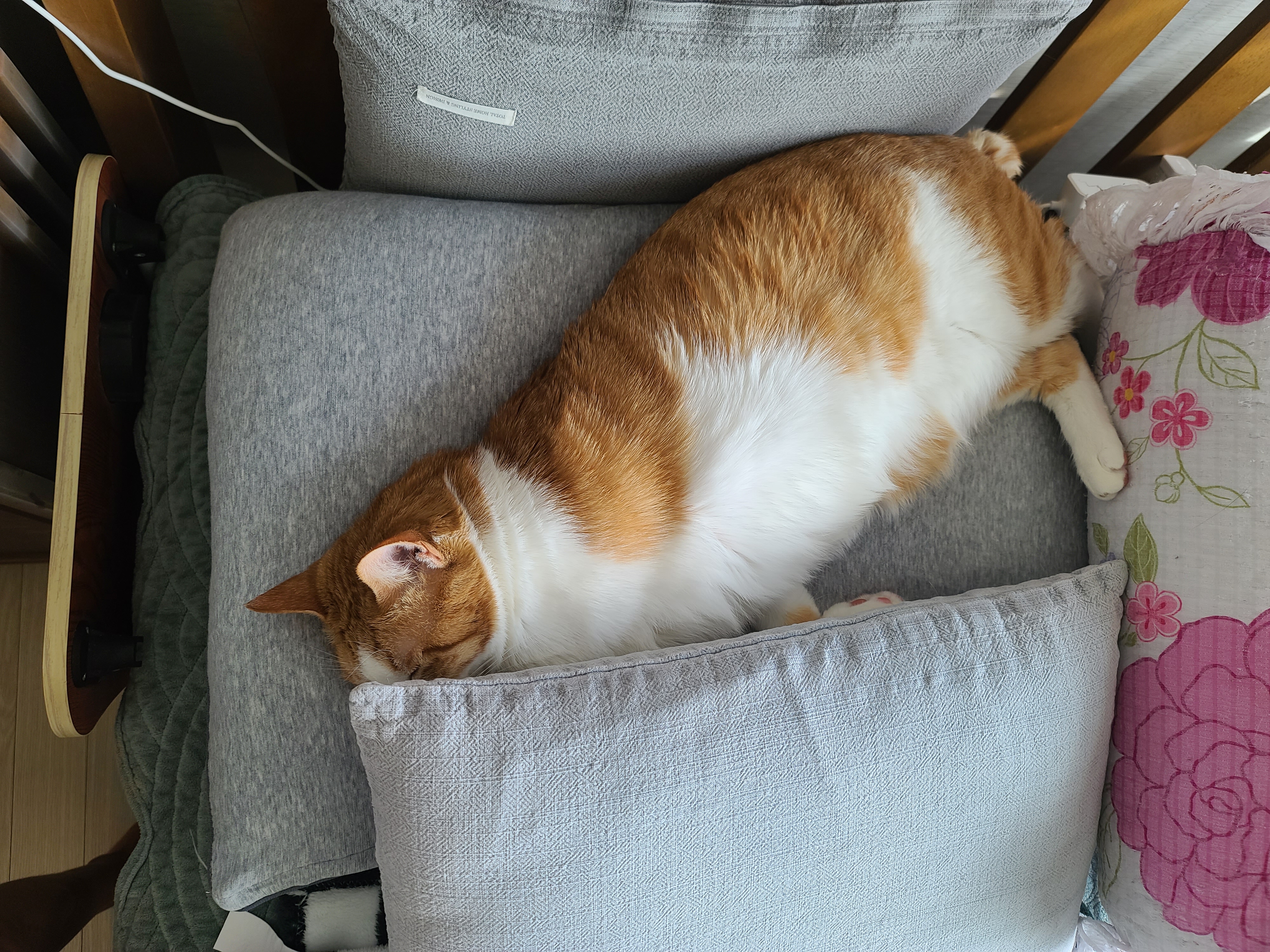 고양이들의 오늘 낮잠자는 포즈 (feat.내 다이슨 도대체 언제와?)