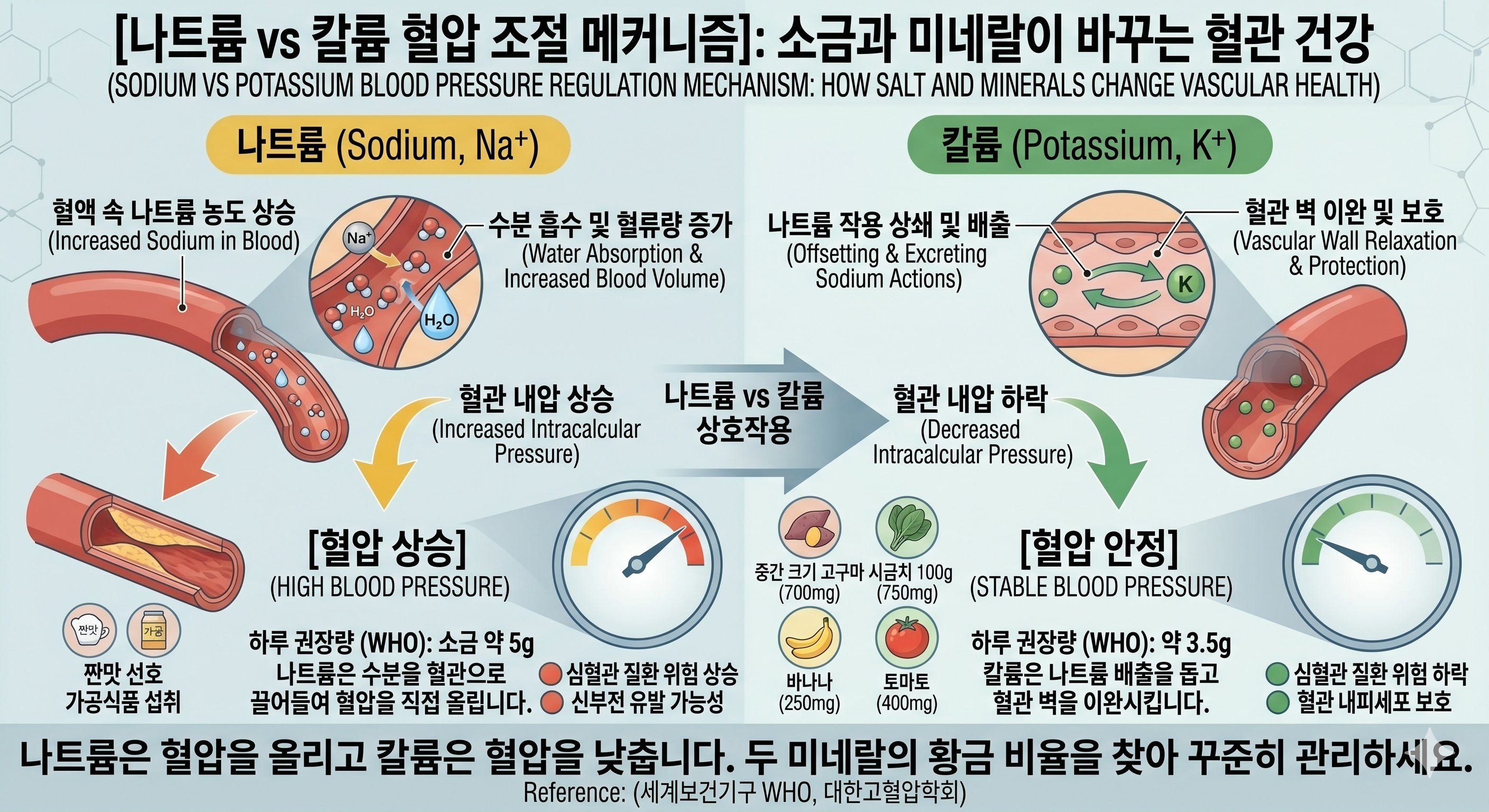 [나트륨과 칼륨의 혈압 조절 메커니즘]: 혈관 내에서 나트륨이 수분을 끌어당겨 혈압을 높이는 과정과, 칼륨이 이를 배출하고 혈관 벽을 이완시키는 상호작용을 보여주는 도식
이미지출처: Gemini AI 생성