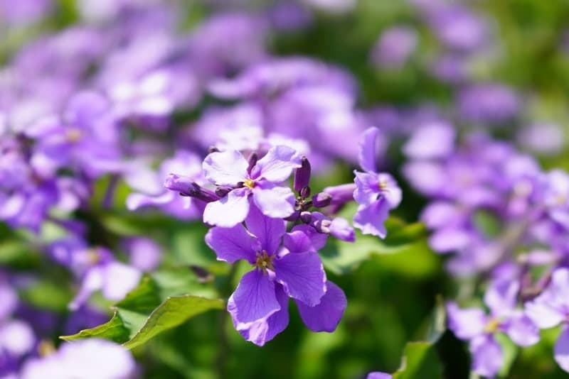 강화도 청유채꽃 ❘ 보라빛 유채꽃의 향연! 인천 근교 봄 여행 추천 ❘ 개화 시기 &amp; 꿀팁 안내