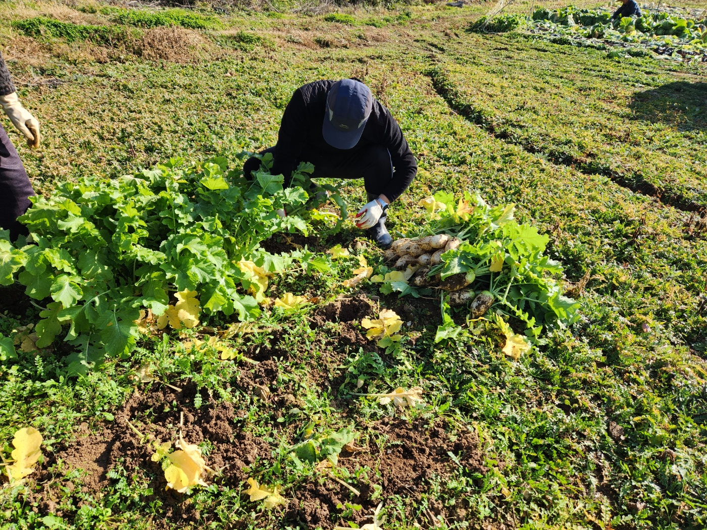 무우김치용 무우뽑는 50대 남자