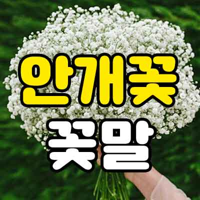 안개꽃 꽃말