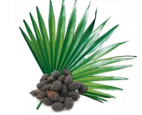 전립선-비대증-치료약-쏘팔메토의-효능