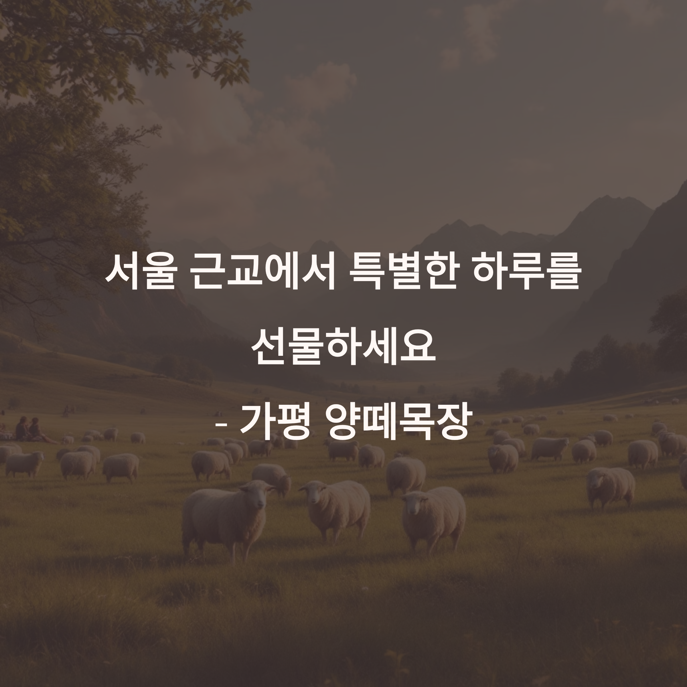 가족과 함께하는 가평 양떼목장 여행: 도심 속 완벽한 힐링