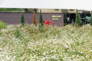 샤스타데이지 카페명소 BEST 5곳