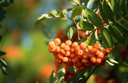 마가목 열매 효능