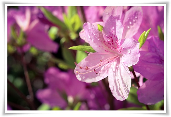 "철쭉" 봄을 수놓는 붉은 유혹, 당신이 몰랐던 화려한 비밀의 꽃!