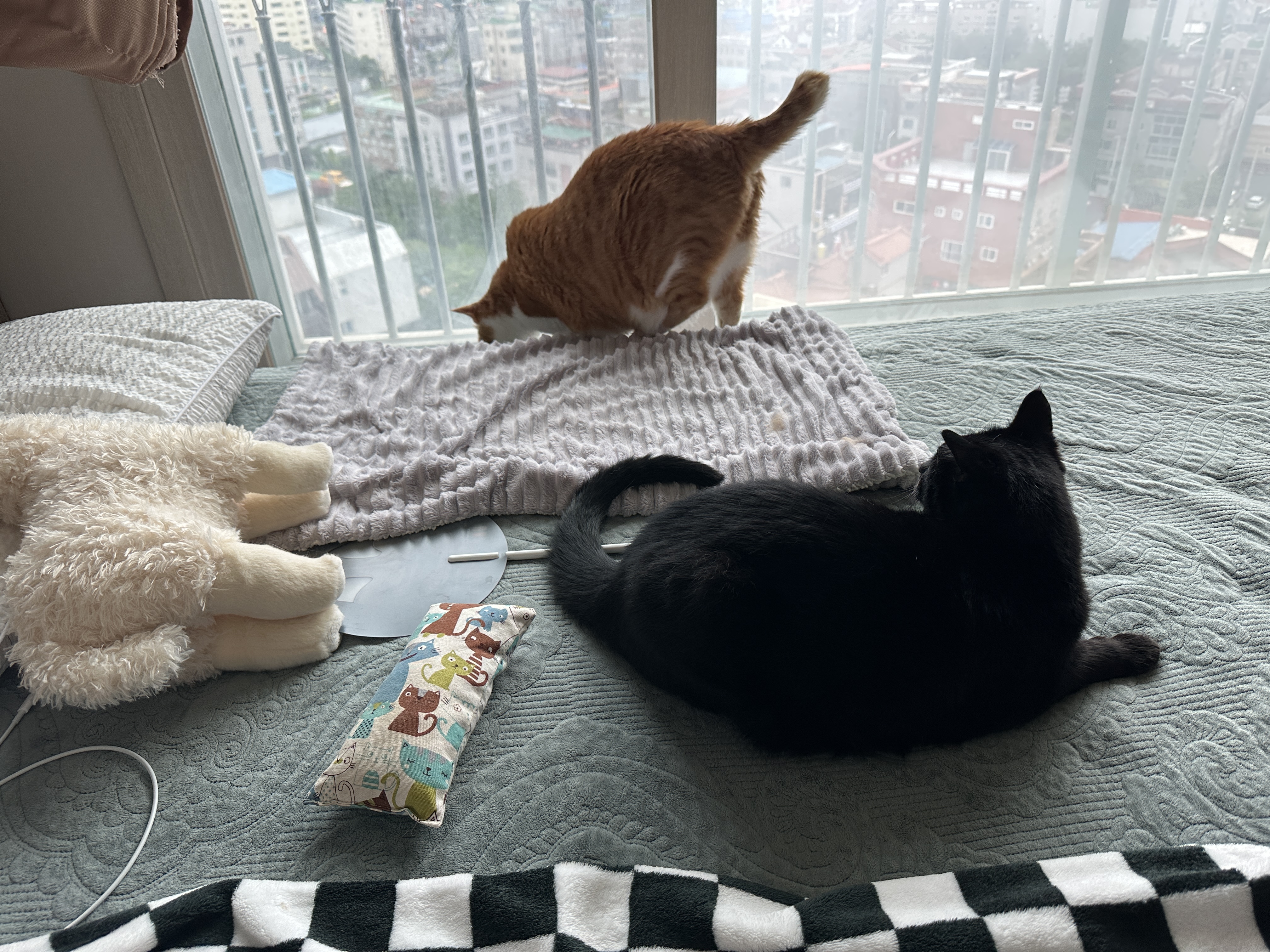 침대_아래로_내려가는_호야와_그걸_물끄러미_바라보고_있는_건이