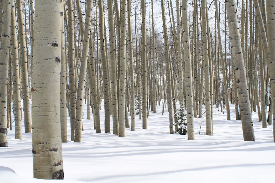Birch