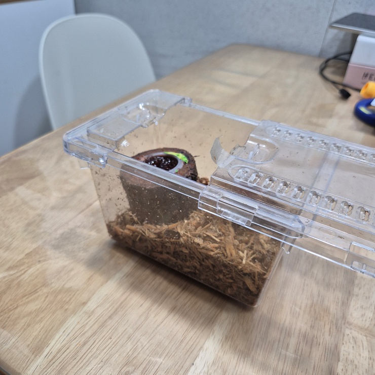 장수풍뎅이 탈출