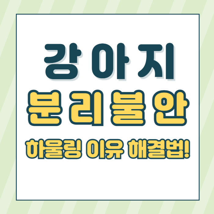 강아지분리불안해결법