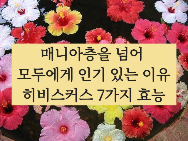 히비스커스차 효능