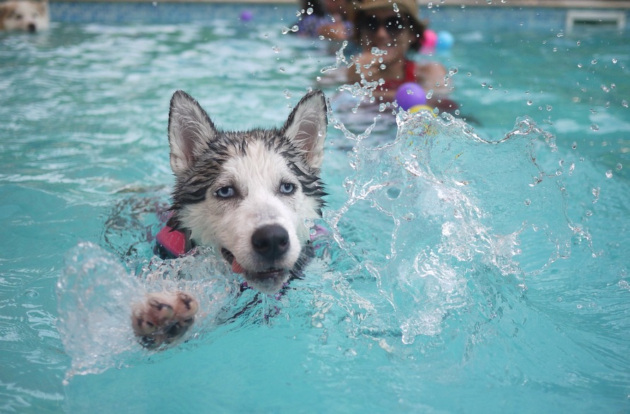 놀이하는 강아지 사진