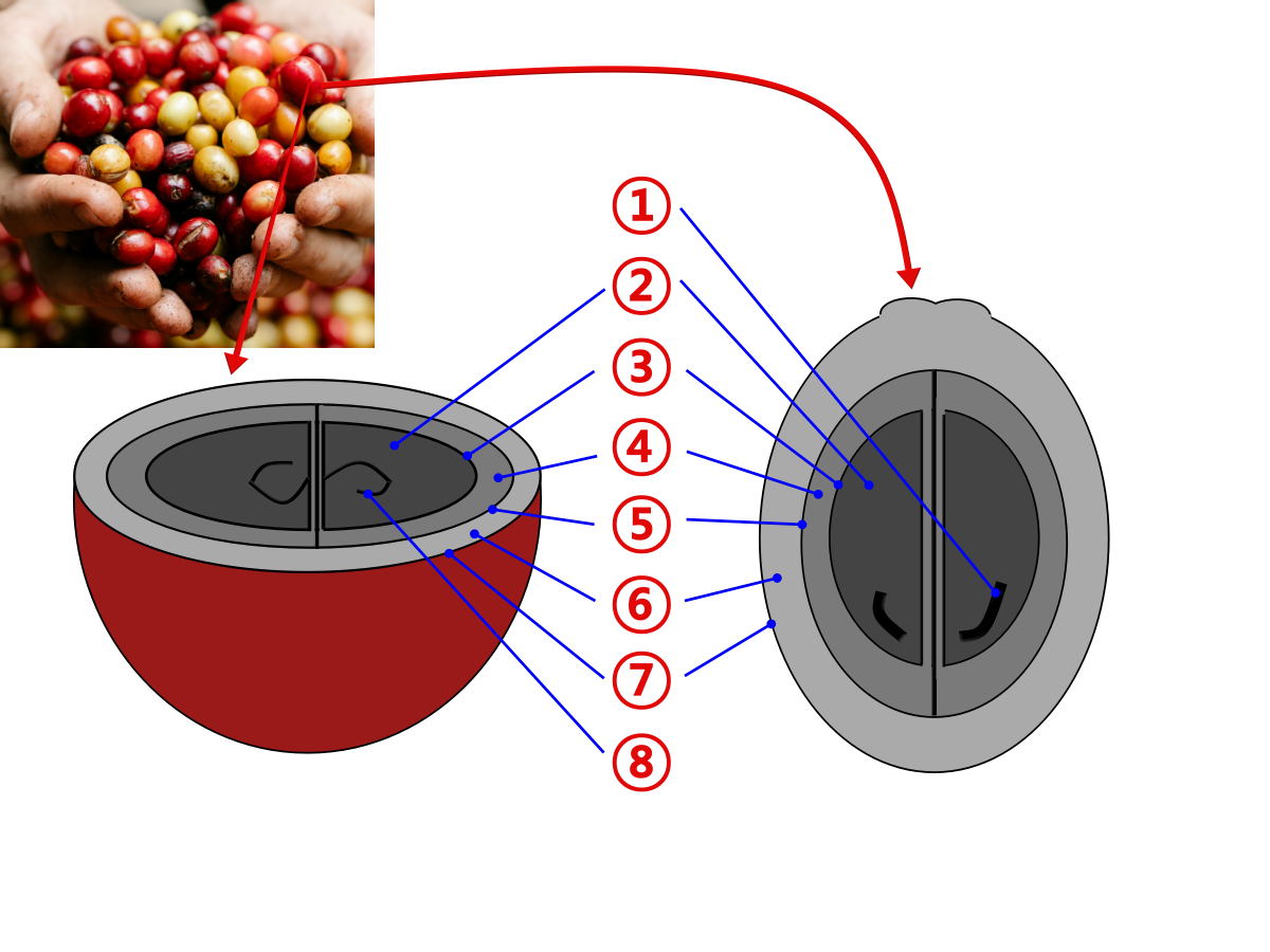 원두 맛을 결정짓는 프로세싱 이야기_생두 구조_내추럴