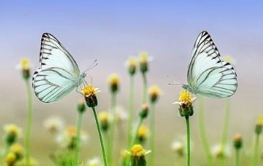 꽃 꿈해몽 67가지