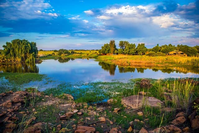 착생 식충식물 난초아재비, 식충나무 트리피오필름