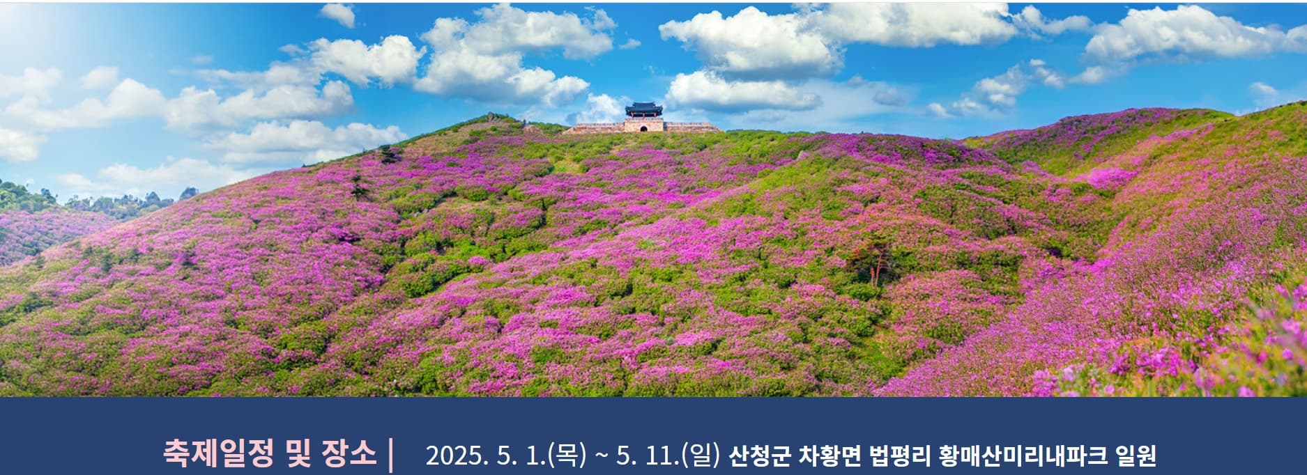 [경남 합천 여행]5월 봄 축제❘황매산 철쭉축제❘기간, 예약 방법, 실시간 개화 현황