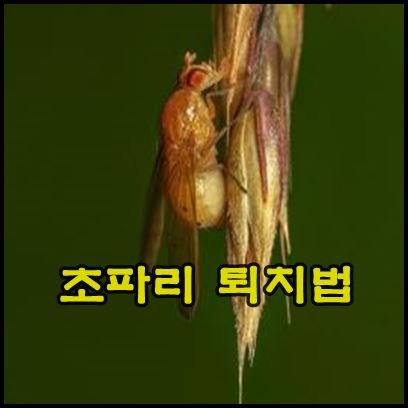 초파리 퇴치법
