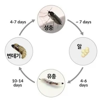 화분 뿌리파리 생기는 원인과 퇴치법 완벽 정리_8