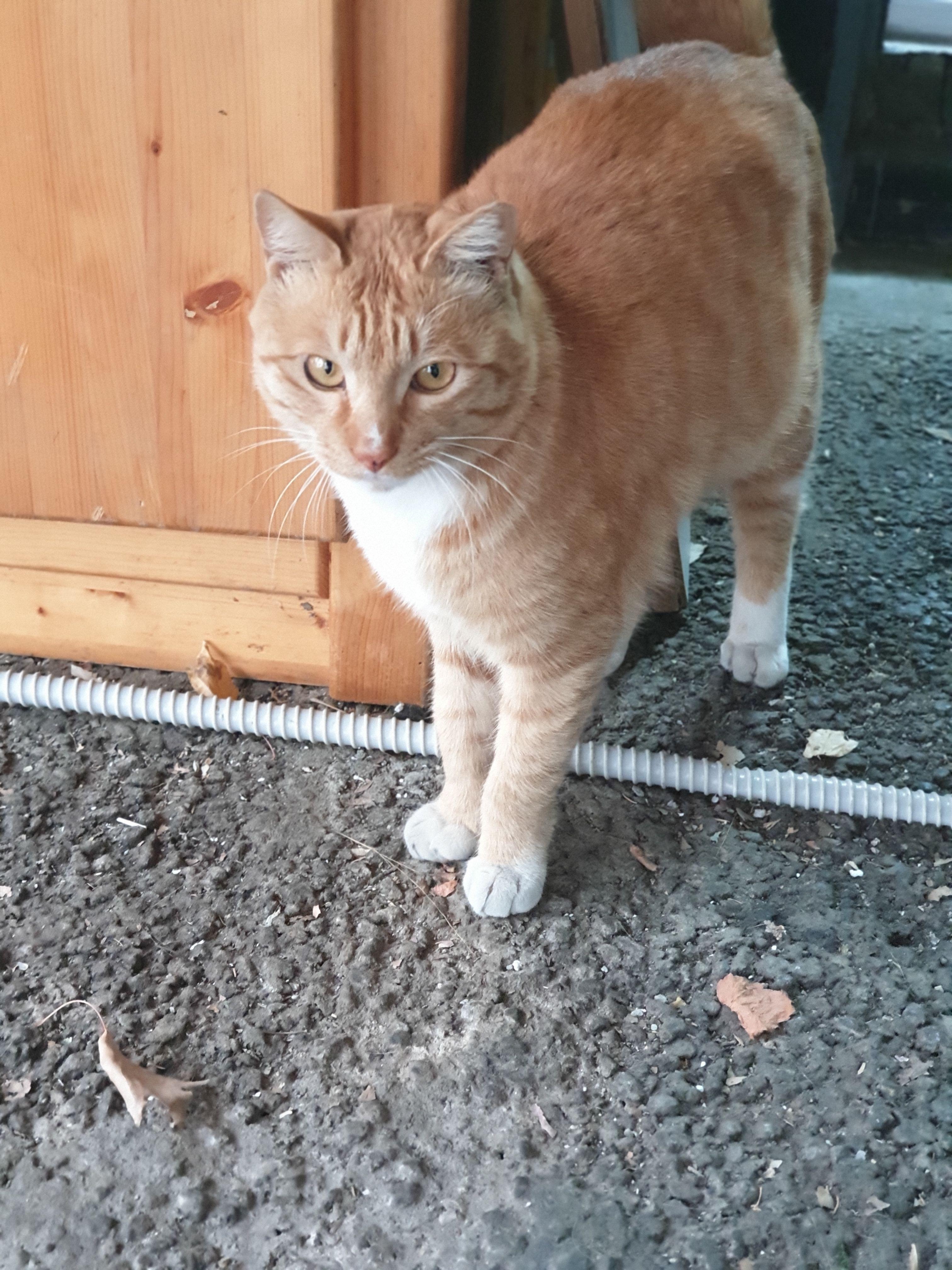 길고양이2