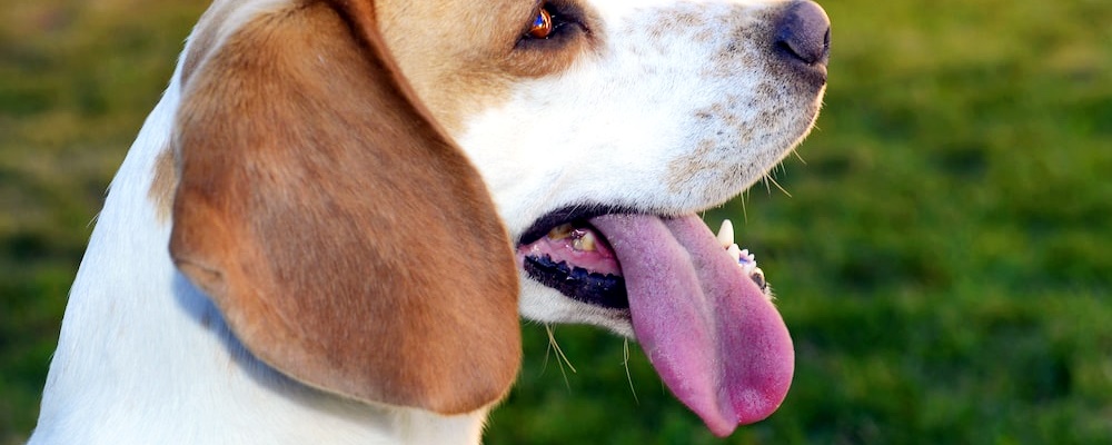 강아지 낙상사고 5