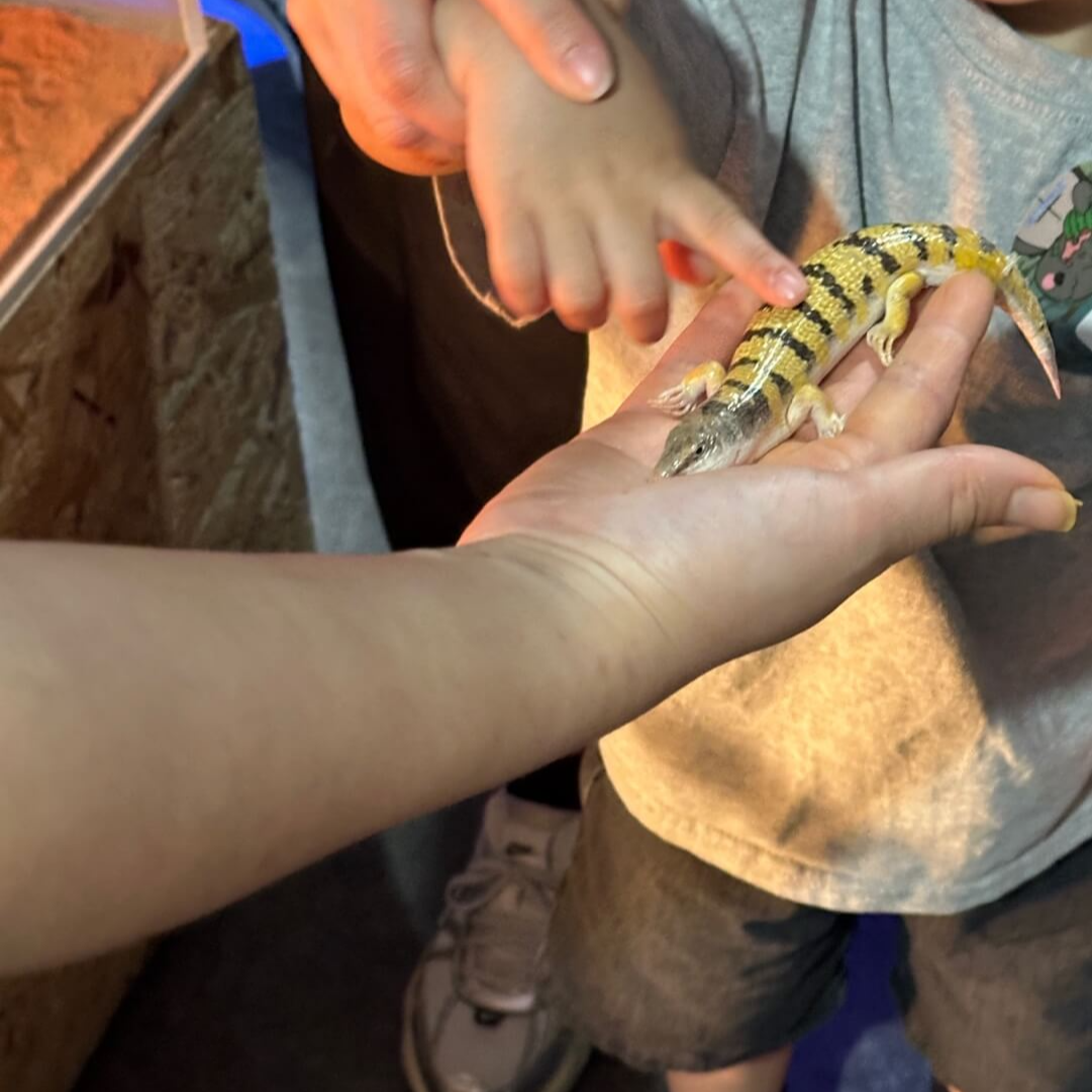 아르티스 테마파크 파충류 체험 아이 동물 교감 활동