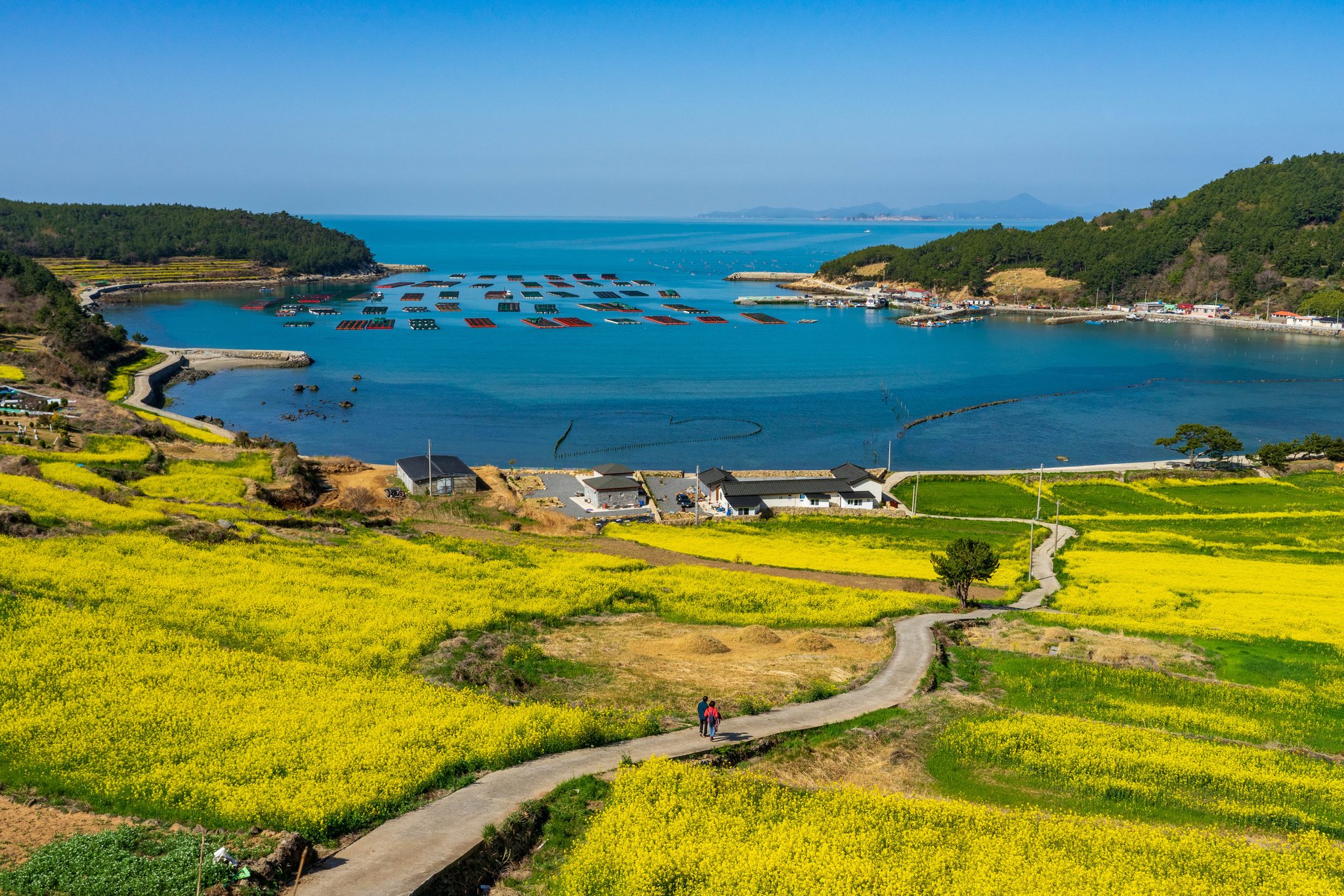 청산도 배시간표