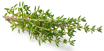 타임 영양과 효과 효능