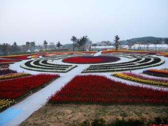 태안 안면도 튤립축제