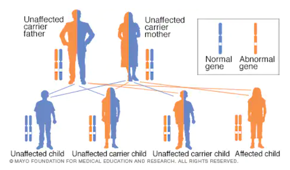 상염색체 열성 유전 패턴