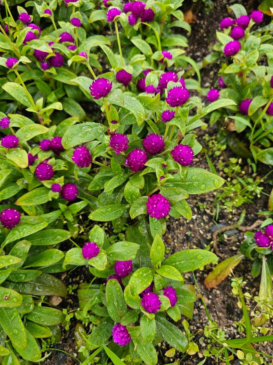 시각장애인 교육과 취업 해외사례