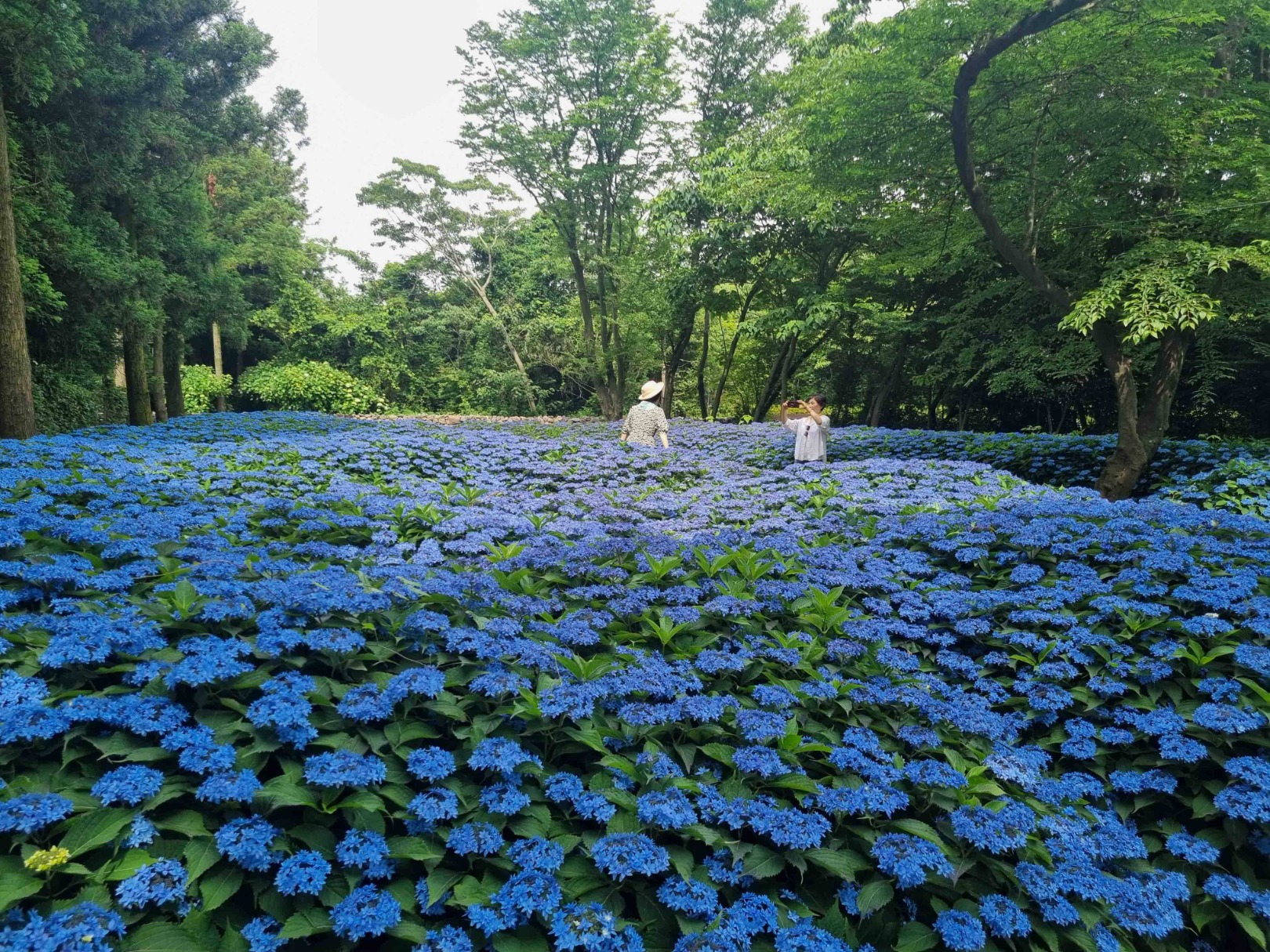 보롬왓 수국정원 축제
