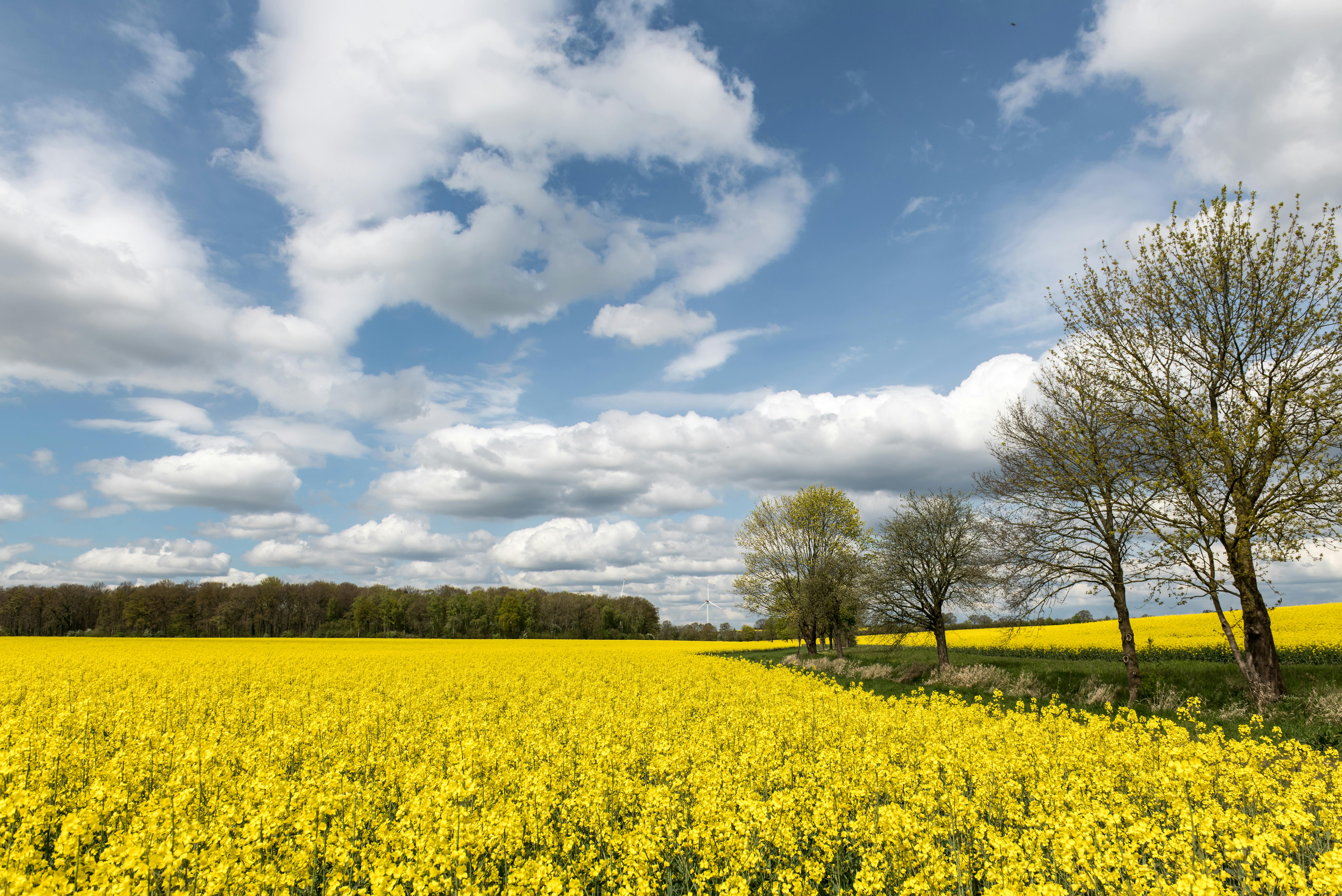 제주도 유채꽃 풍경