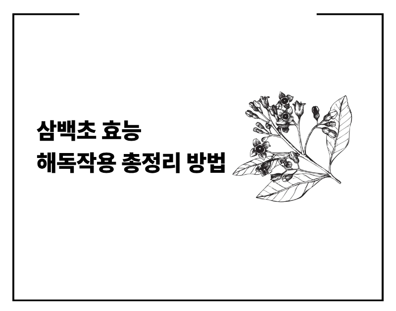 삼백초 효능 해독작용 총정리 방법