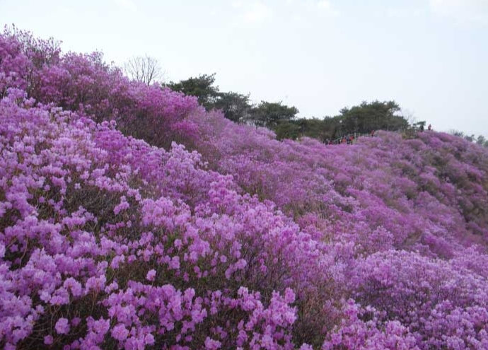 고려산 진달래 꽃 군락지
