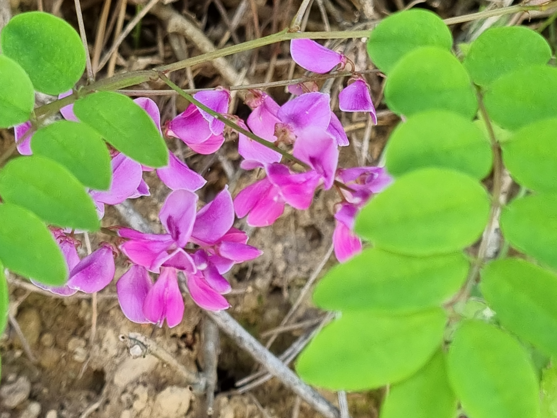 땅비싸리의 형태 분류와 분포 지리, 이름의 유래와 재배 방법