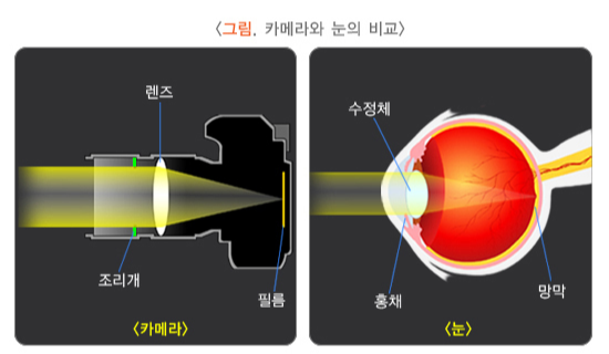 카메라와 비슷한 눈