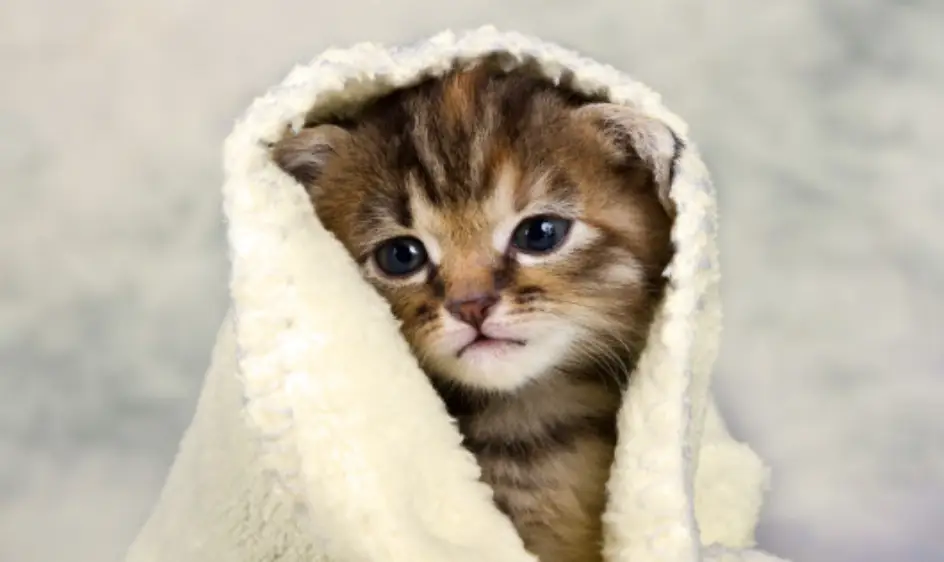 고양이 꿈해몽