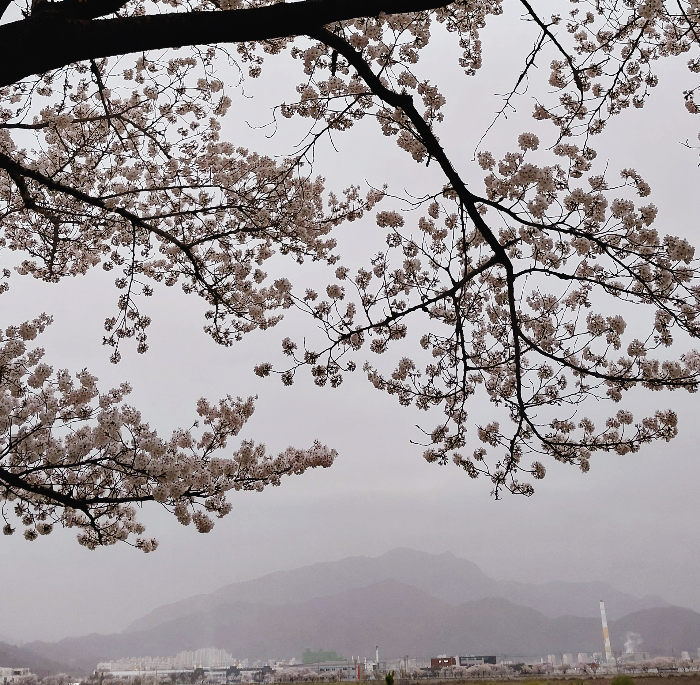 벚꽃나무 아래