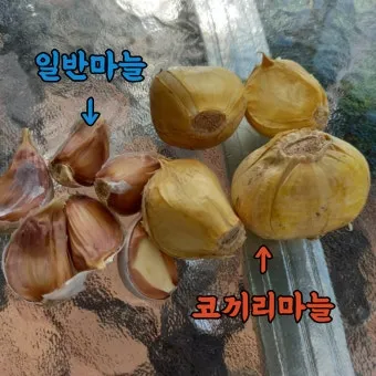 마늘 심는 시기 품종선택 비닐멀칭 웃거름 녹병 예방법_9