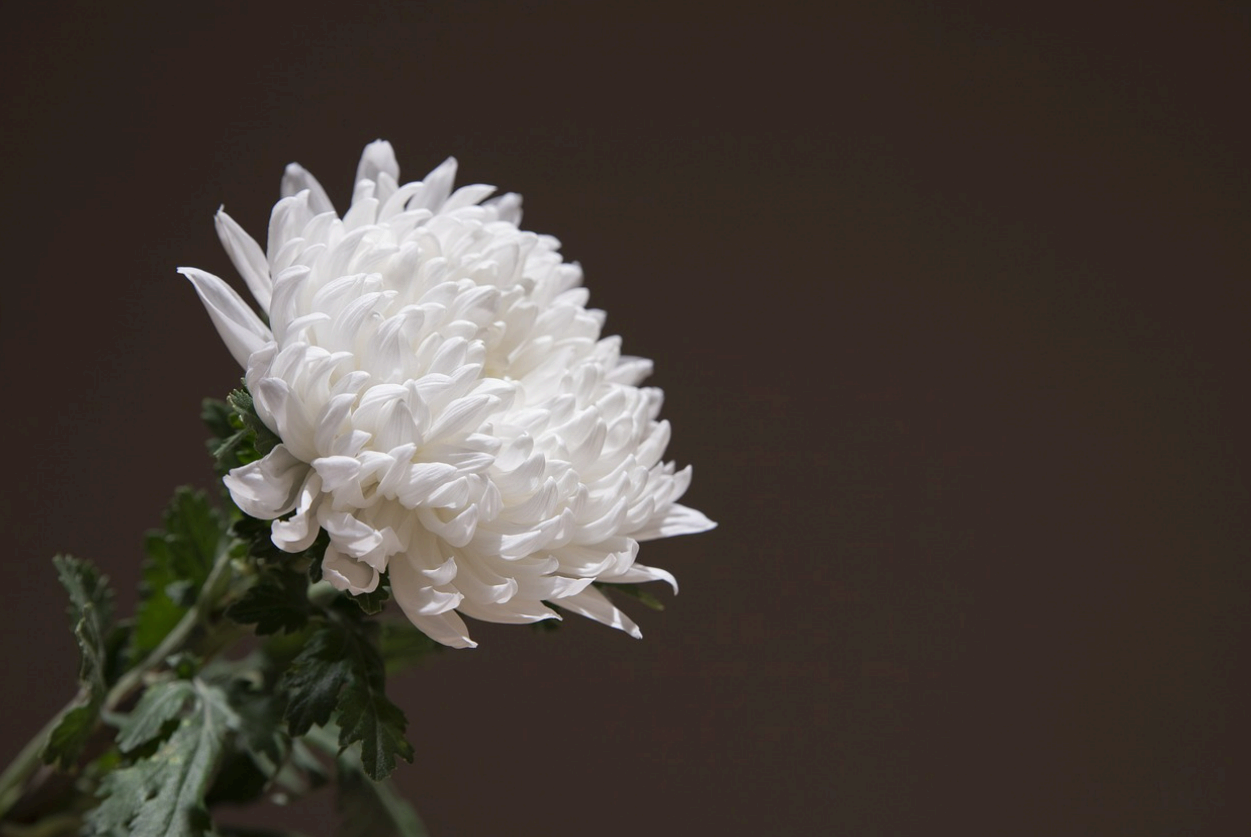 장례식장 예절(절 하는 방법, 종교, 인사말)