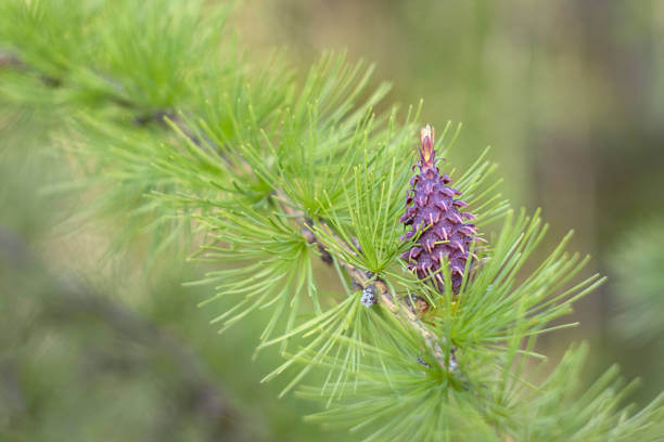 송담 효능 부작용 및 섭취 방법
