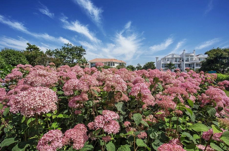 마노르블랑 수국1