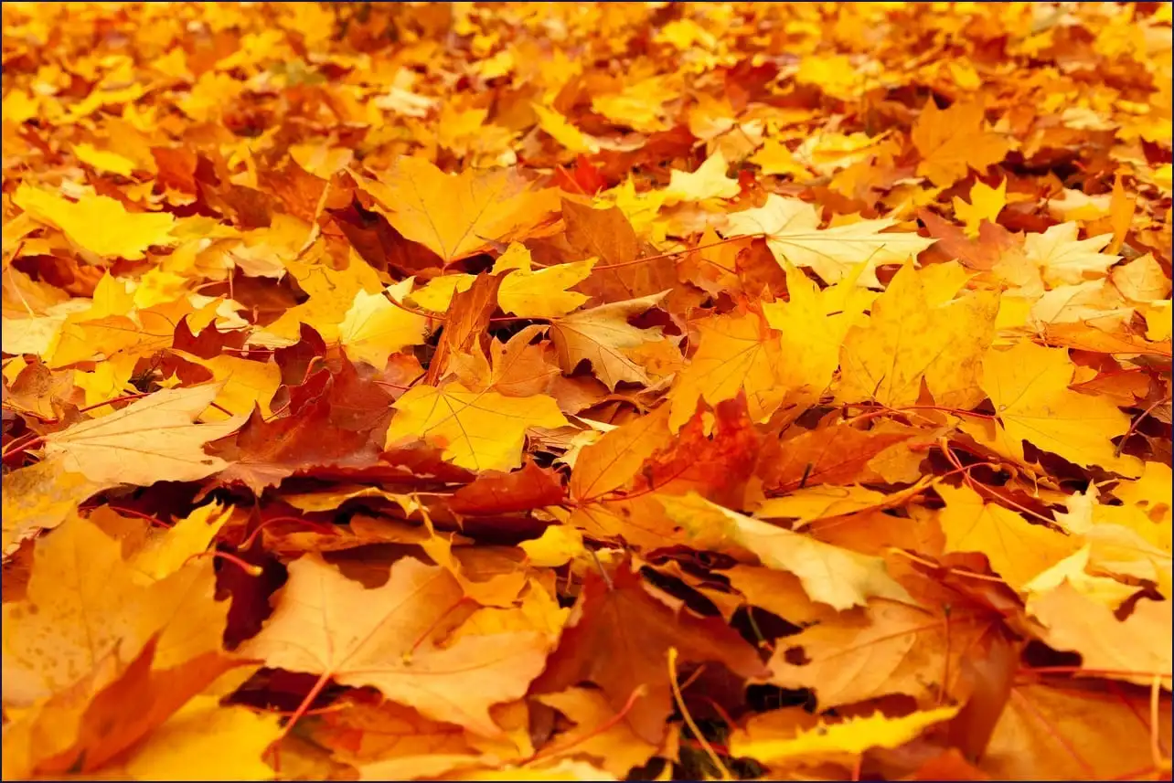 삼성 노트북 드라이버 다운로드 센터