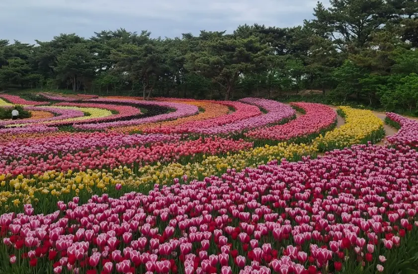 태안 튤립축제 일정, 개화시기