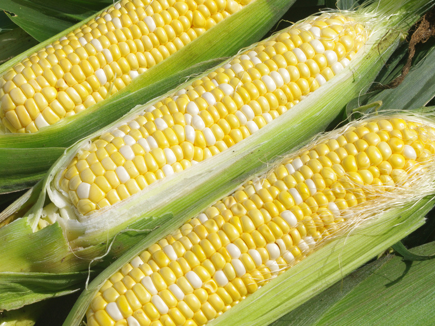 옥수수 파종시기